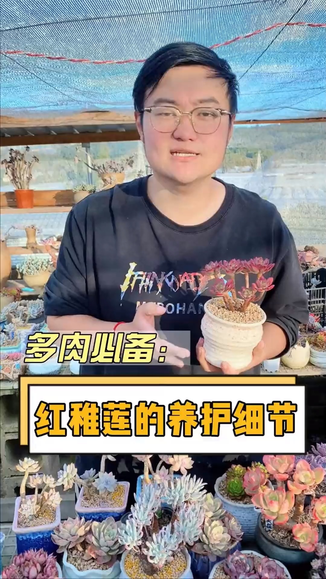 红稚莲养护，冬季注意防冻防虫，你的多肉就会越来越出效果！