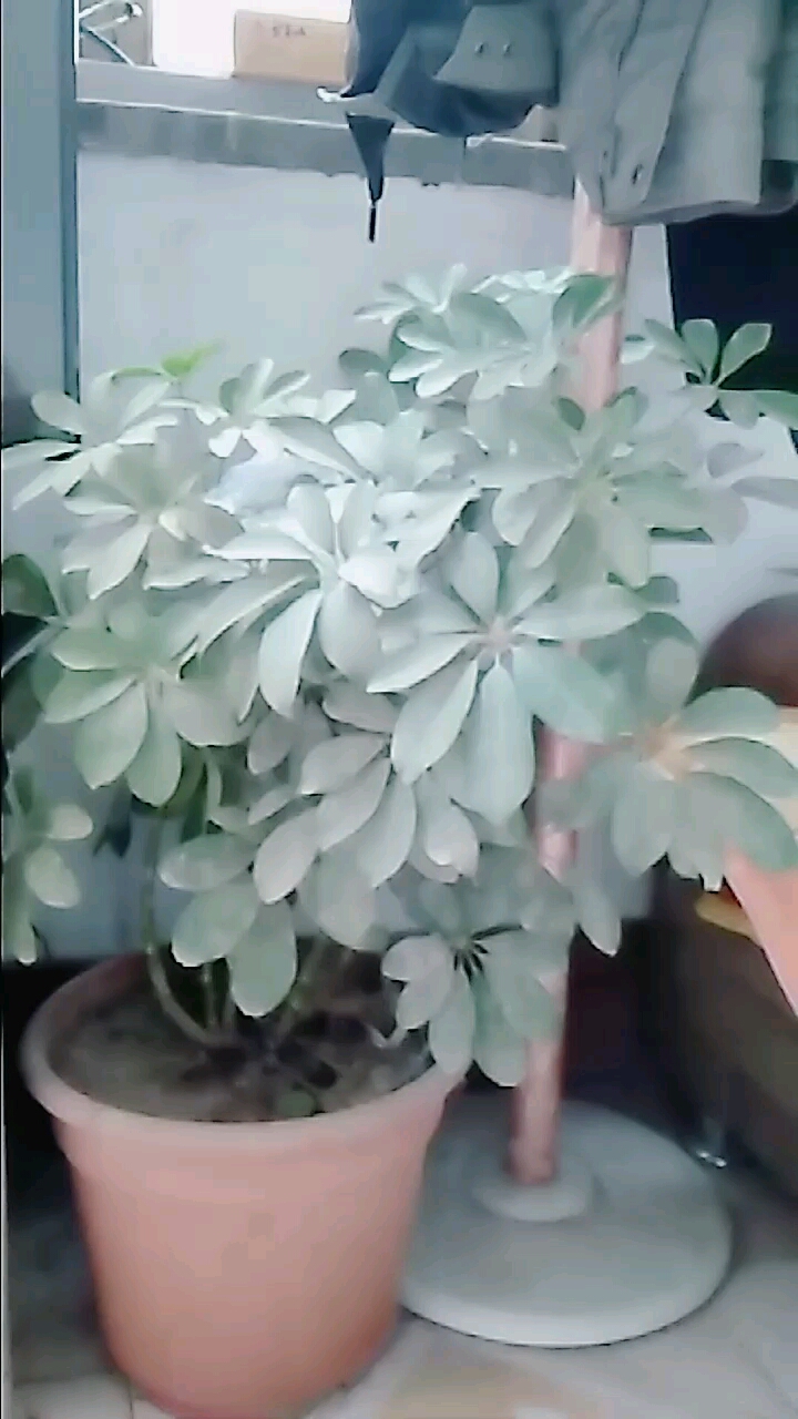 自己养的花草