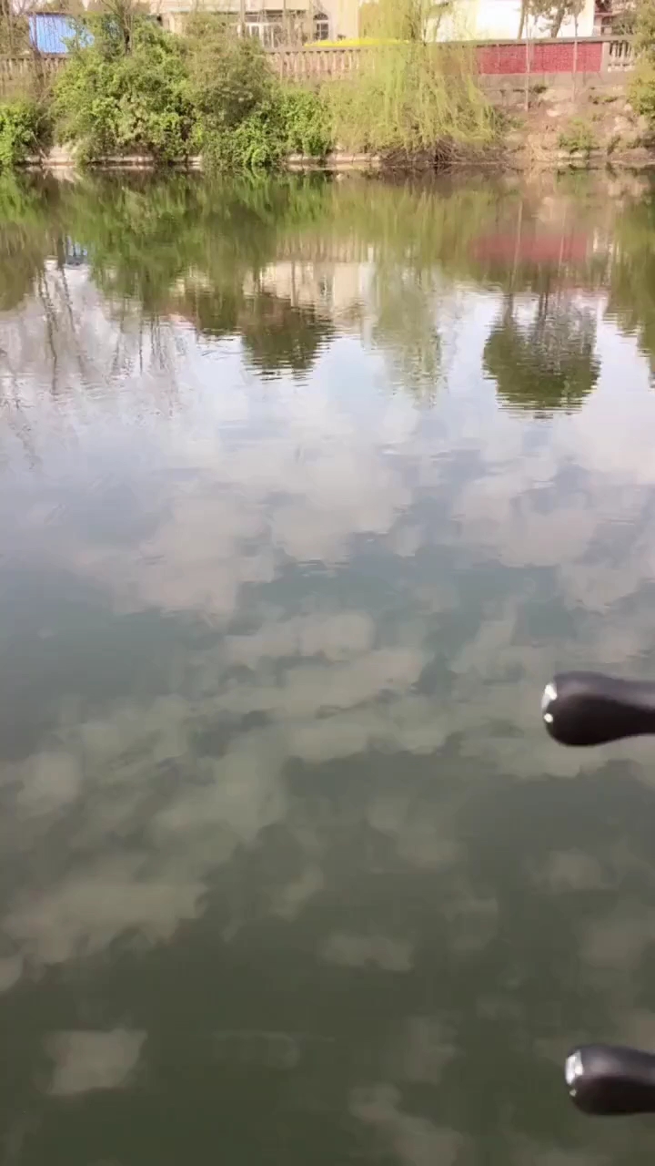 高清中鱼