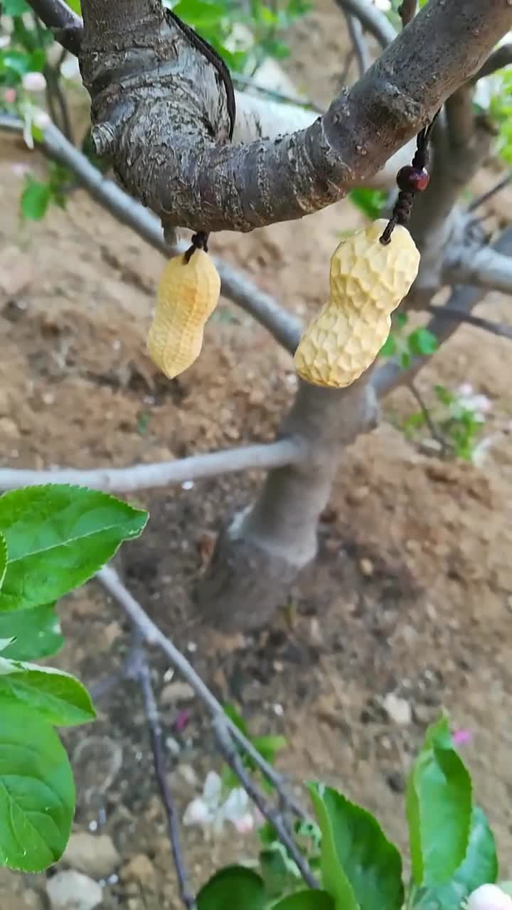 黄杨木木雕花生
