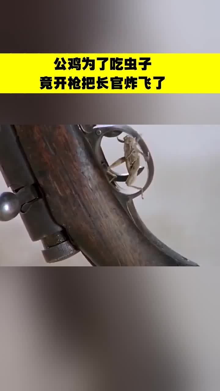 公鸡为了吃虫子,竟开枪把长官炸飞了