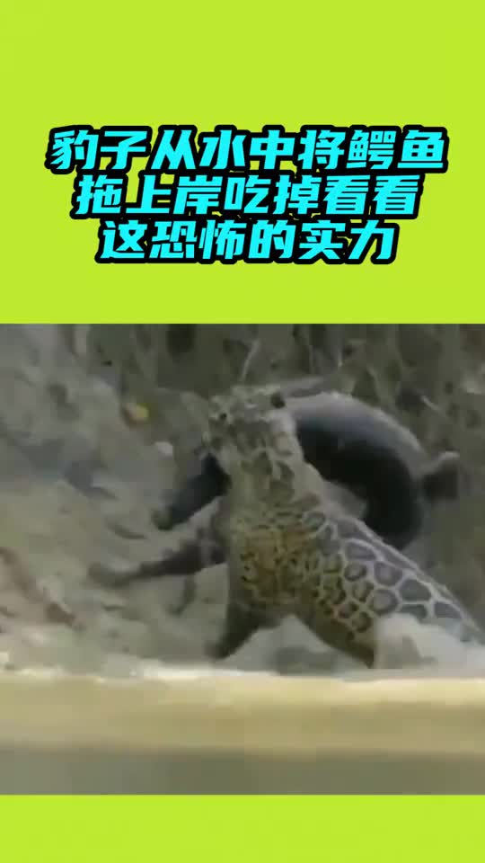 豹子从水中将鳄鱼拖上岸吃掉,看看这恐怖的实力