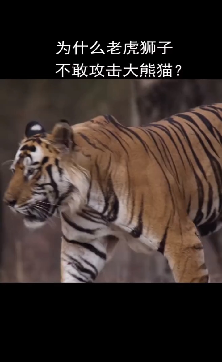 为什么老虎狮子不敢攻击大熊猫,难道是因为它是国宝
