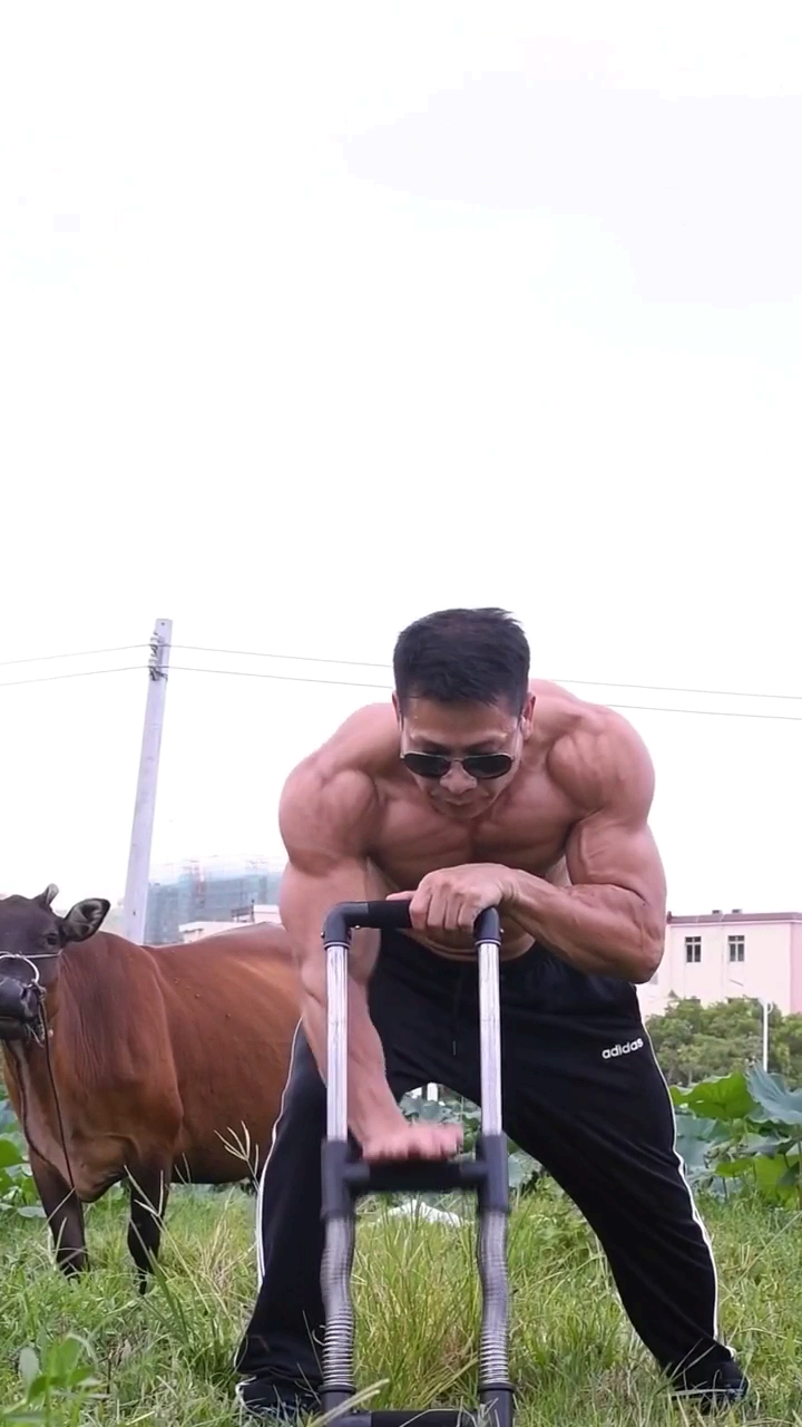 惊呆了后面的肌肉牛