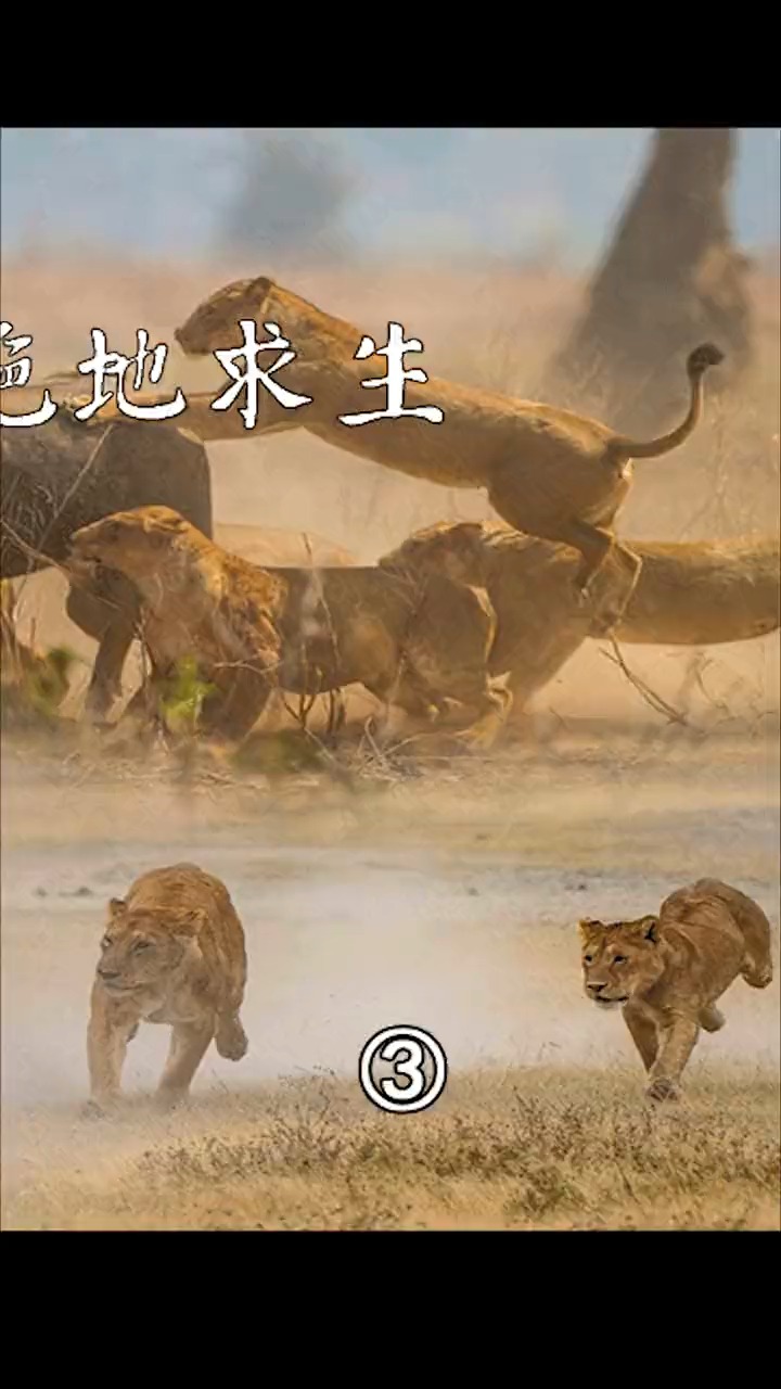 #动物世界#强壮的非洲水牛,被狮群围攻后上演绝地求生,挑飞小狮子成功逃跑