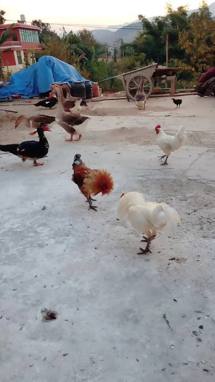 还是当大哥的厉害啊,一出手全老实