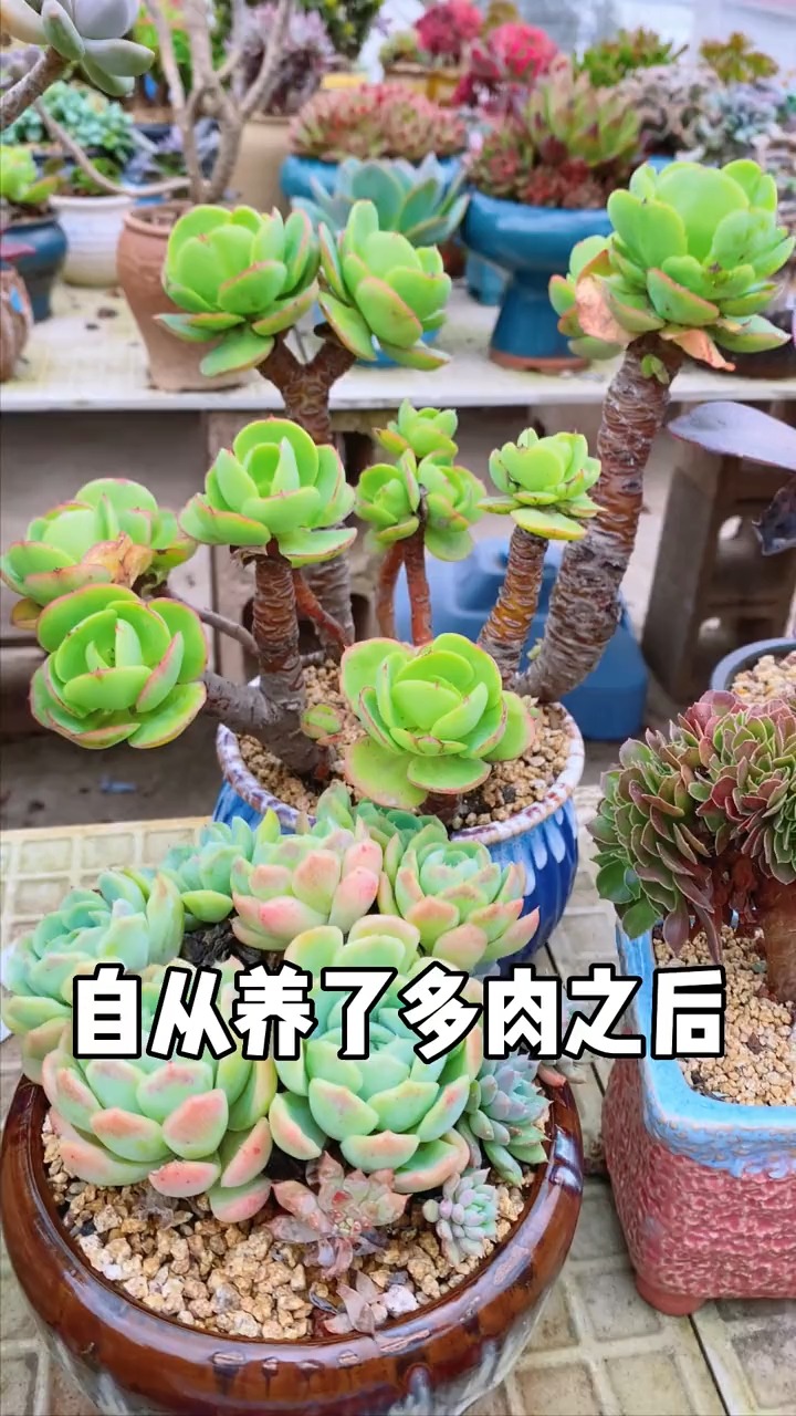 #有一种可爱叫多肉!#我有一个关于未来的梦想,只有养肉的人才懂!#多肉 #多肉植物#爱生活