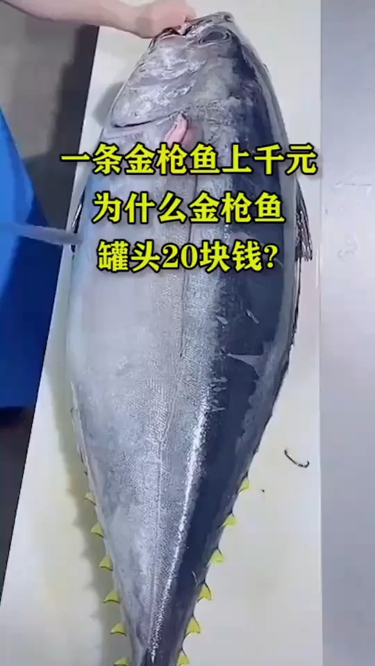 一条金枪鱼上千元为什么金枪鱼罐头块钱?