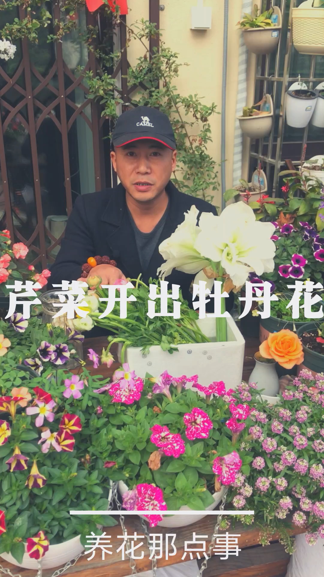 芹菜开出牡丹花,不用去北方,南方室内也能让牡丹开花