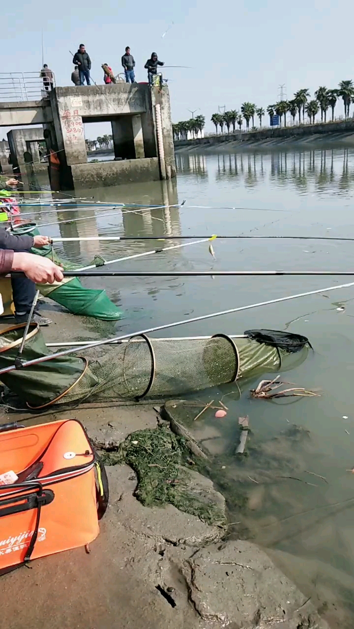 这么多人,鱼晕了,吃哪个钩好