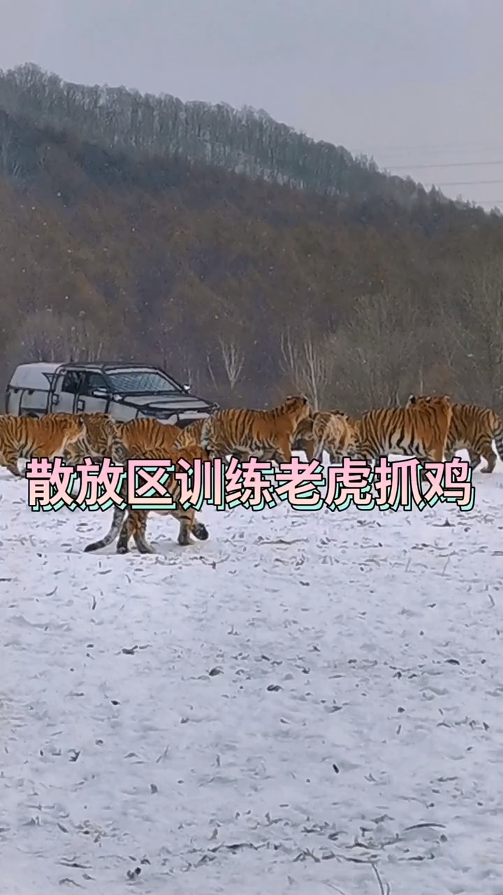 #神奇动物在这里#老虎朋友在这里安居乐业,一般人进不去