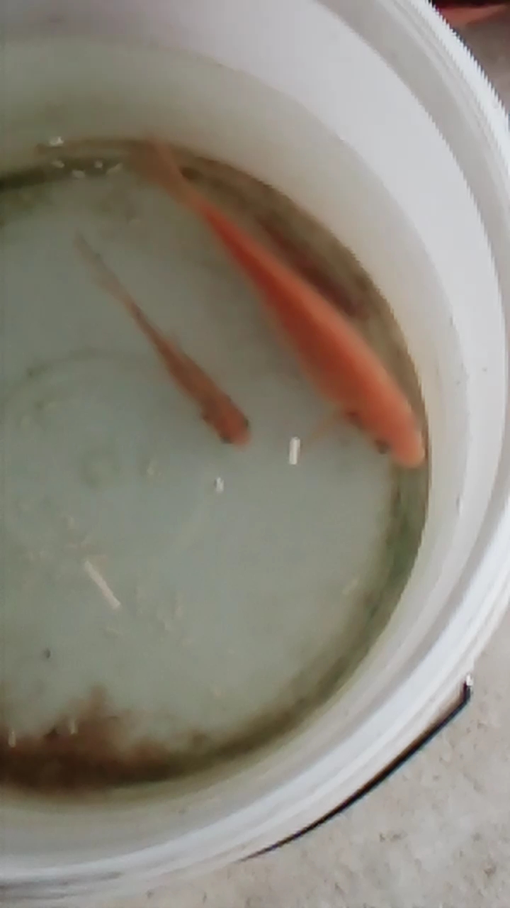 家你的大鱼生小鱼 