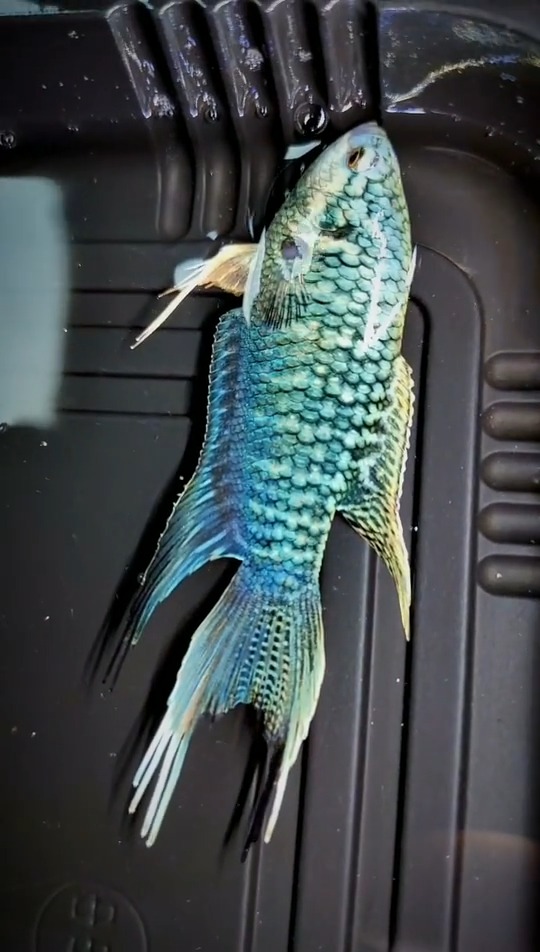 中国斗鱼品种你认识多少?