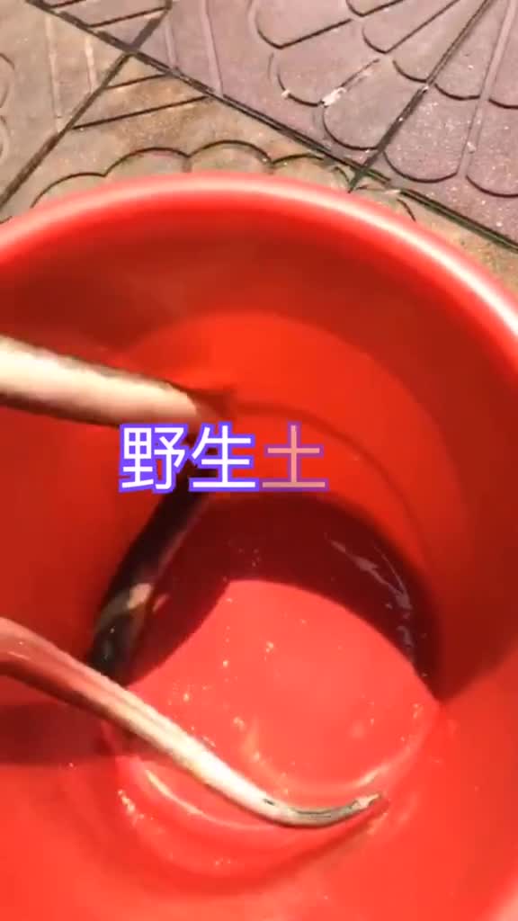 土龙汤的三个步骤
