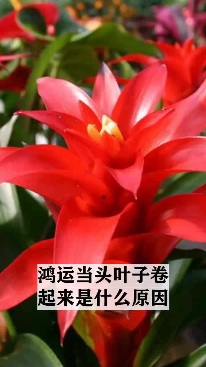 鸿运当头叶子卷起来是什么原因