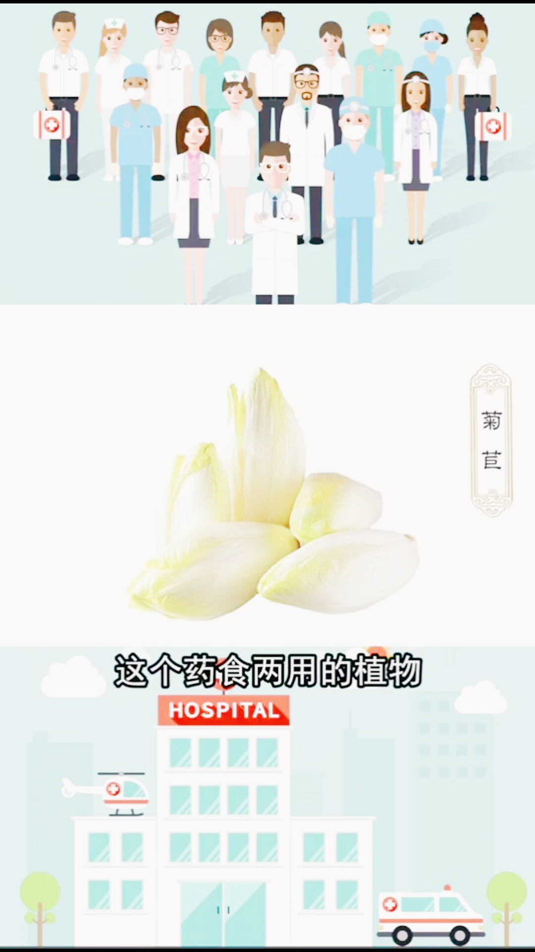 #降尿酸治痛风#药食两用的像白菜一样的东西就是菊苣,可以稍微减轻痛风疼痛哦!
