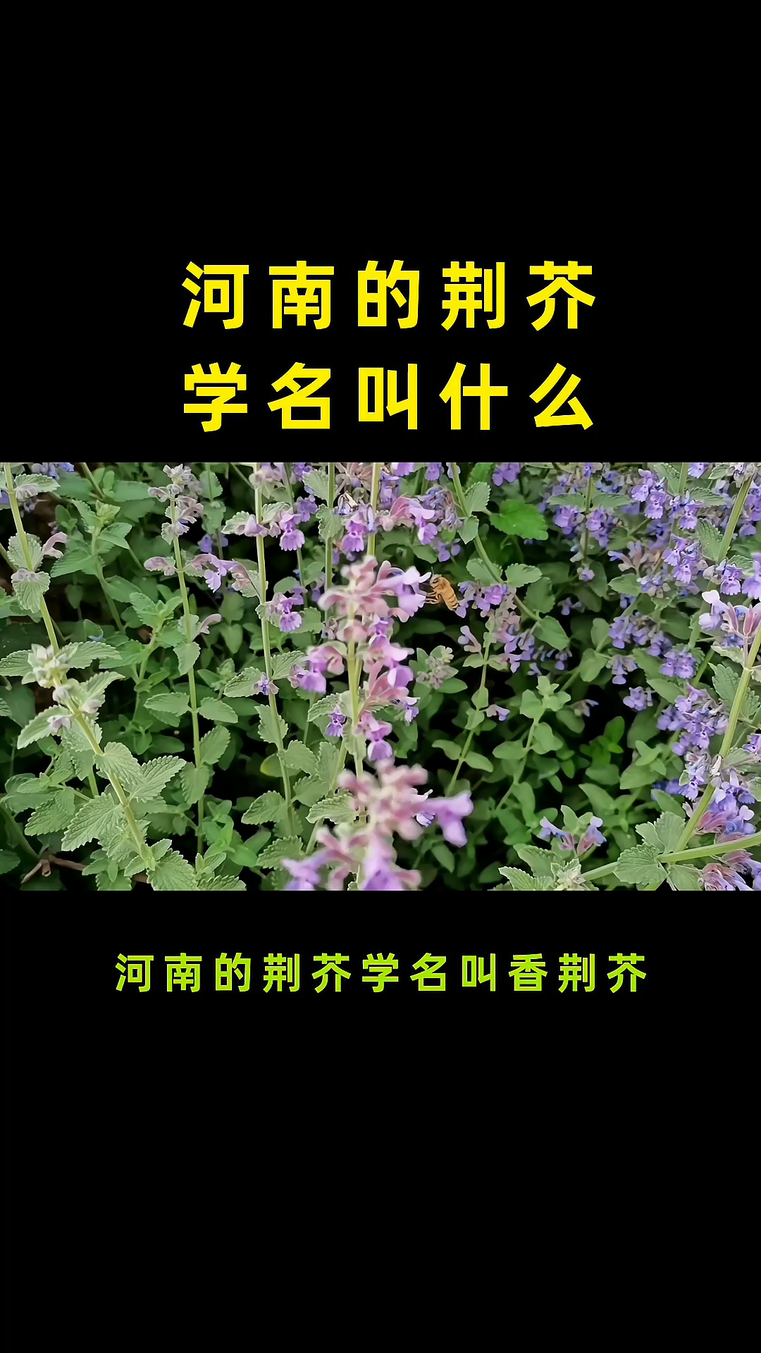 河南的荆芥学名叫什么