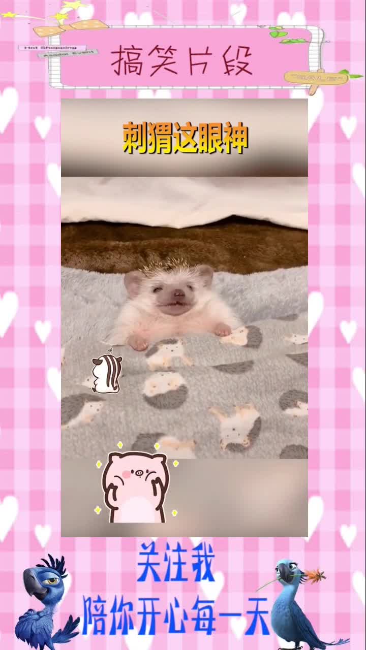 刺猬是睁着眼睛睡觉的吗?,搞笑视频