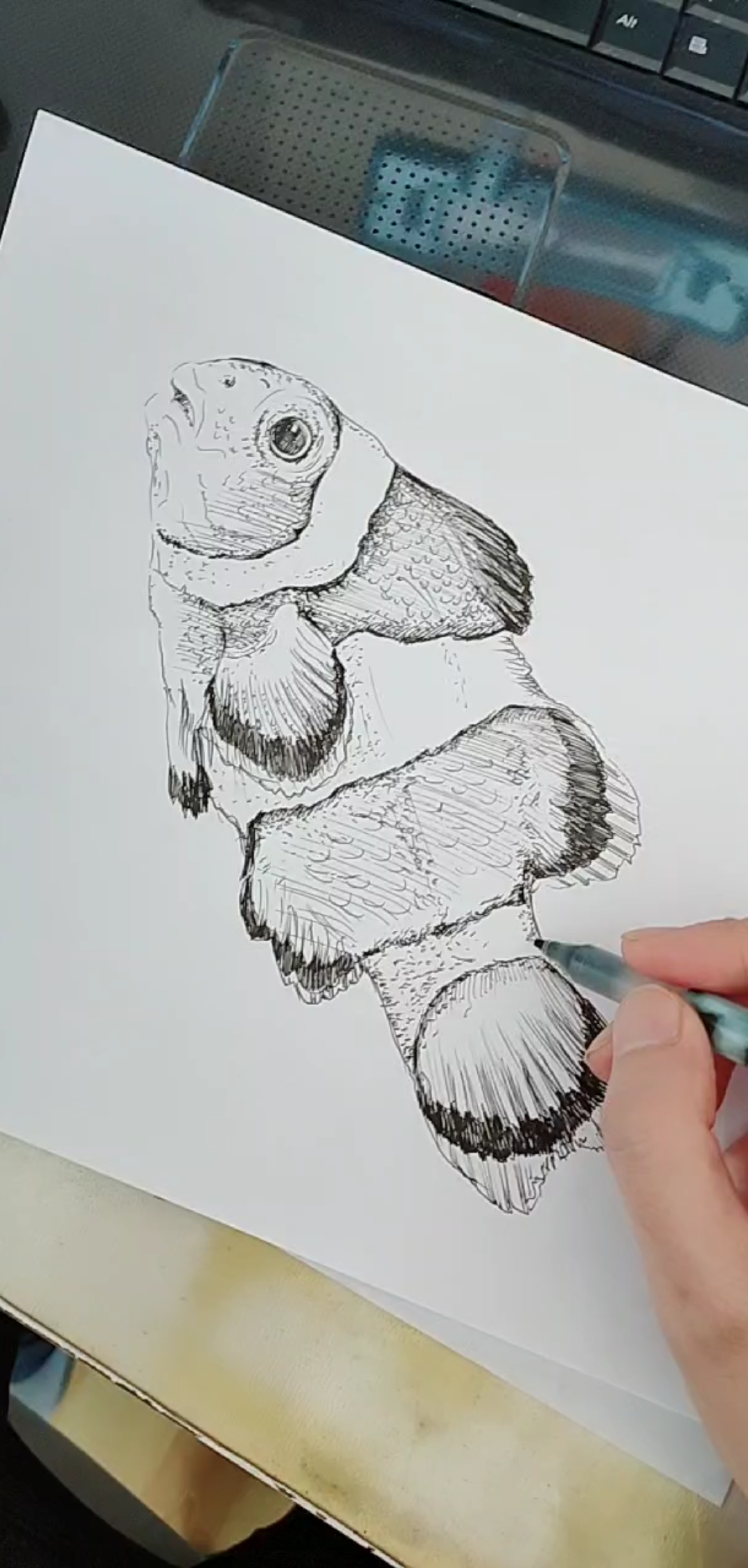 绘画美术线描写生小丑鱼 