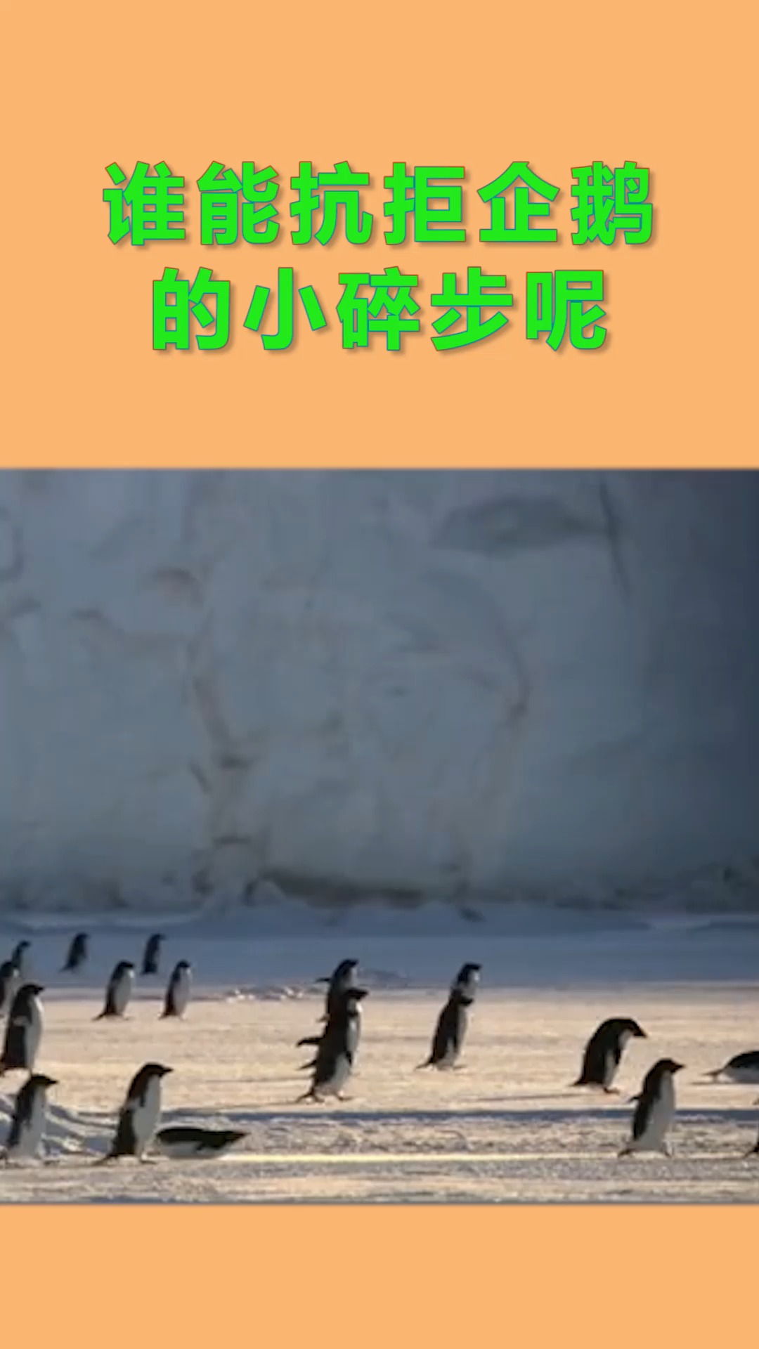 #动物世界谁又能抵挡,这小企鹅的小碎步呢?太可爱了!