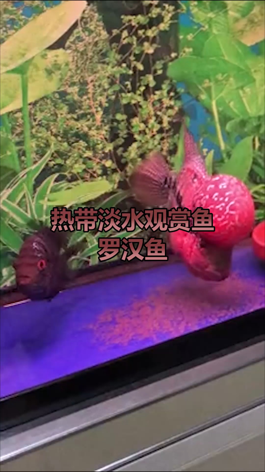 罗汉鱼,观赏一下罗汉鱼