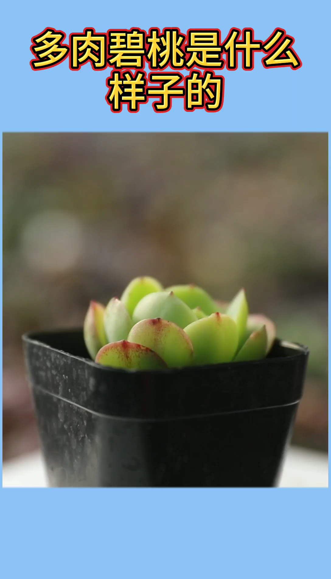 多肉植物碧桃长什么样