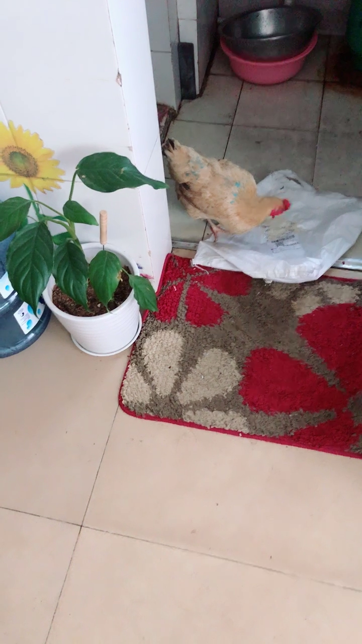 小母鸡