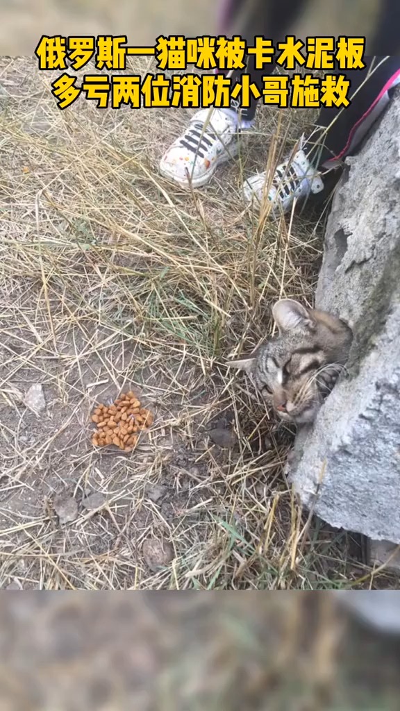 #搞笑视频#猫咪虽然获救了,但好像不太开心的样子猫:希望照片不要外传,太丢猫了
