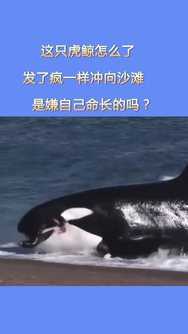 #我要上热门#这只虎鲸真是为了吃什么都不顾了