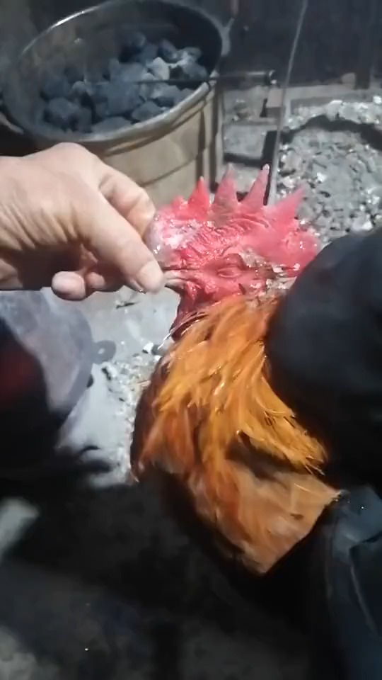 #搞笑段子剧#鸡冻鸡冻,是真的鸡冻