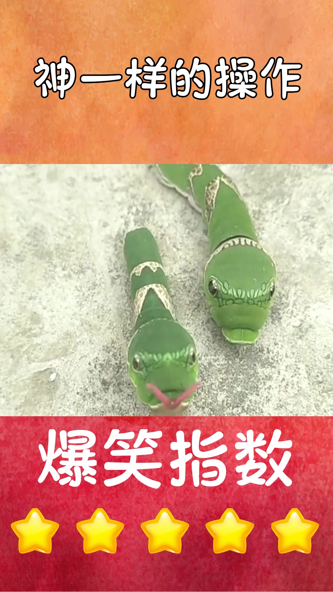 #我要上热门#这到底是什么虫子,时不时地还冲我吐舌头,到底有毒吗?