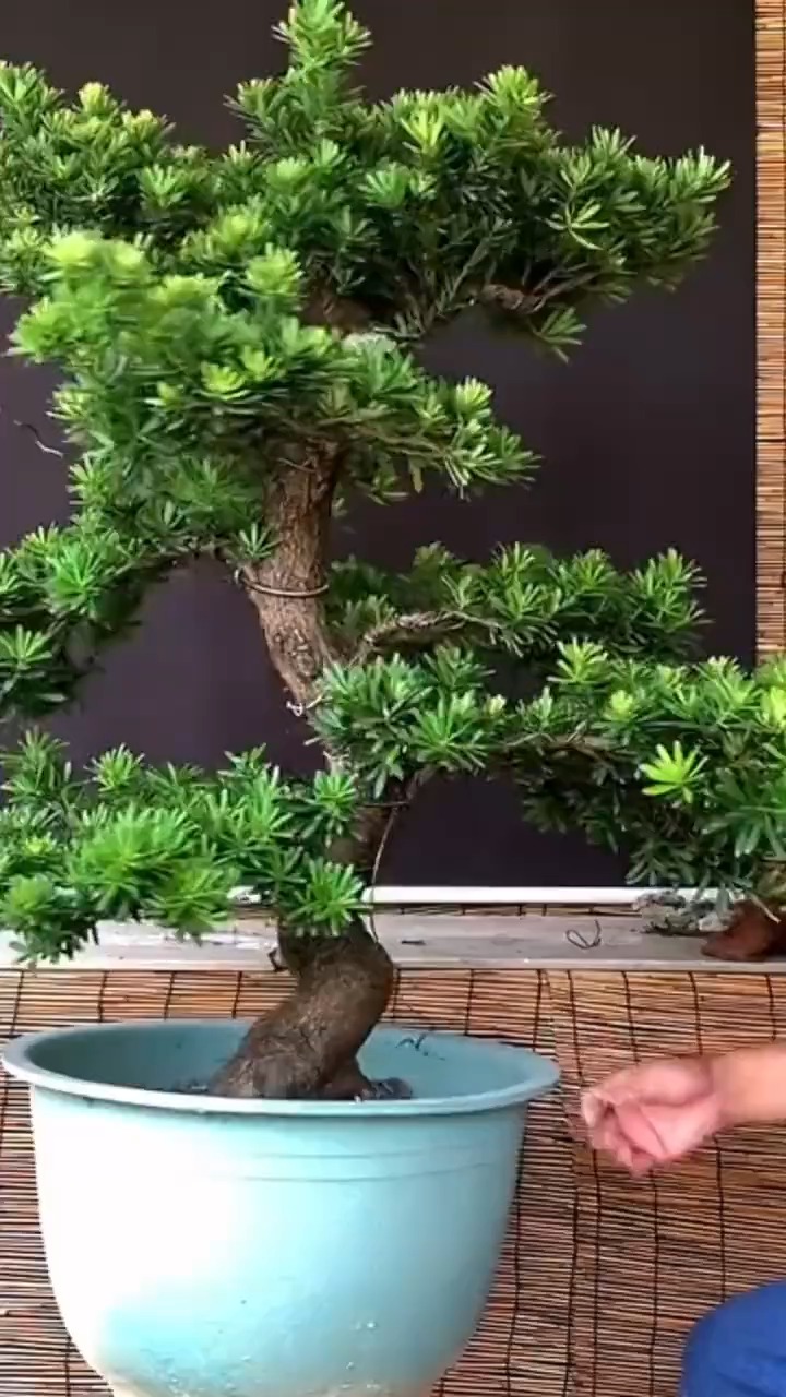 罗汉松盆景造型有那么难吗?不要被杂乱枝条吓到,其实制作很简单
