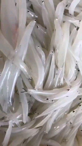洁白的身体富含多重营养小银鱼是天然钙库~无骨无刺孩子吃益处多多哦~