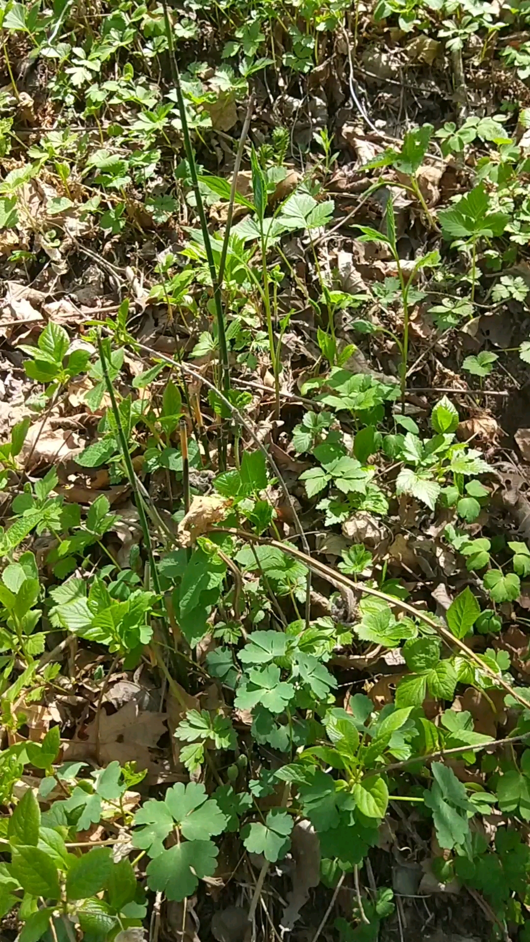 山野菜大叶芹