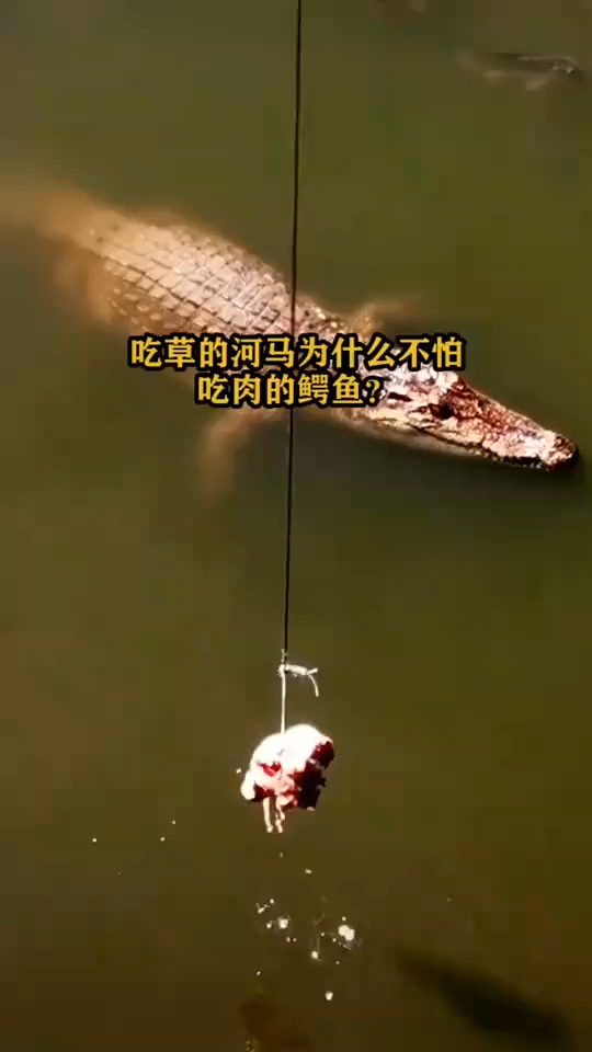河马为啥不怕鳄鱼