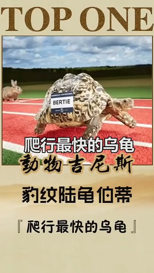 乌龟 界的飞人博尔特