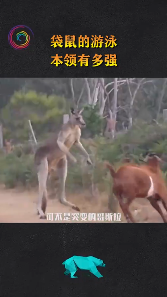 袋鼠有什么本领和特点?