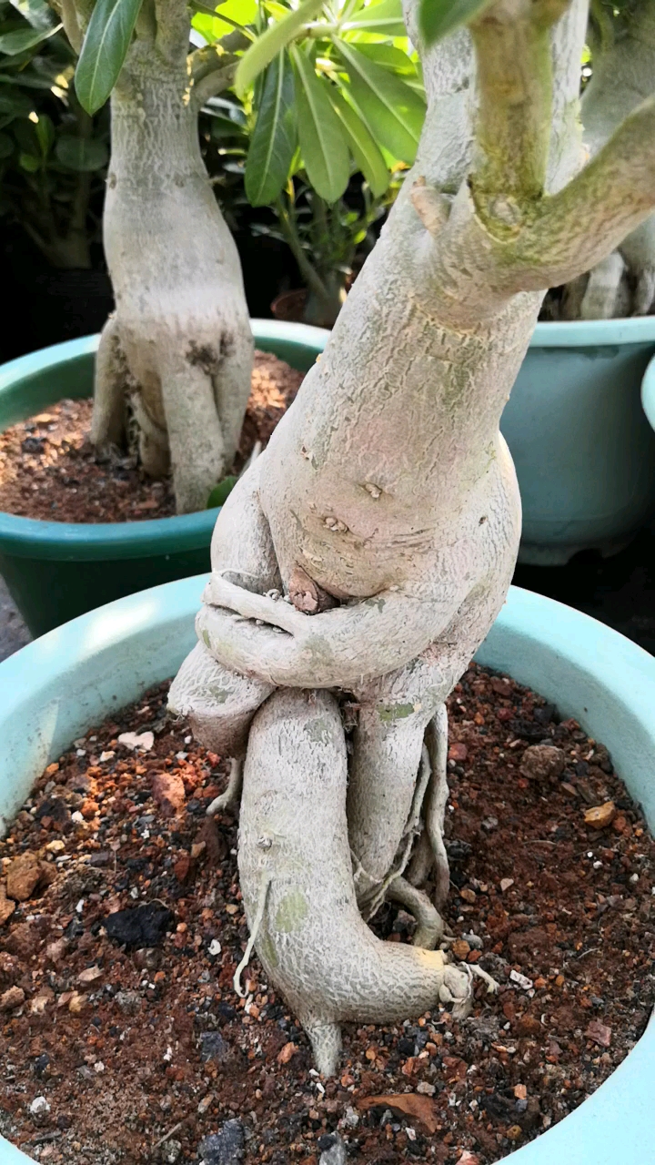 卡通系列 功夫怪根#沙漠玫瑰#花卉#绿植#多肉#盆栽