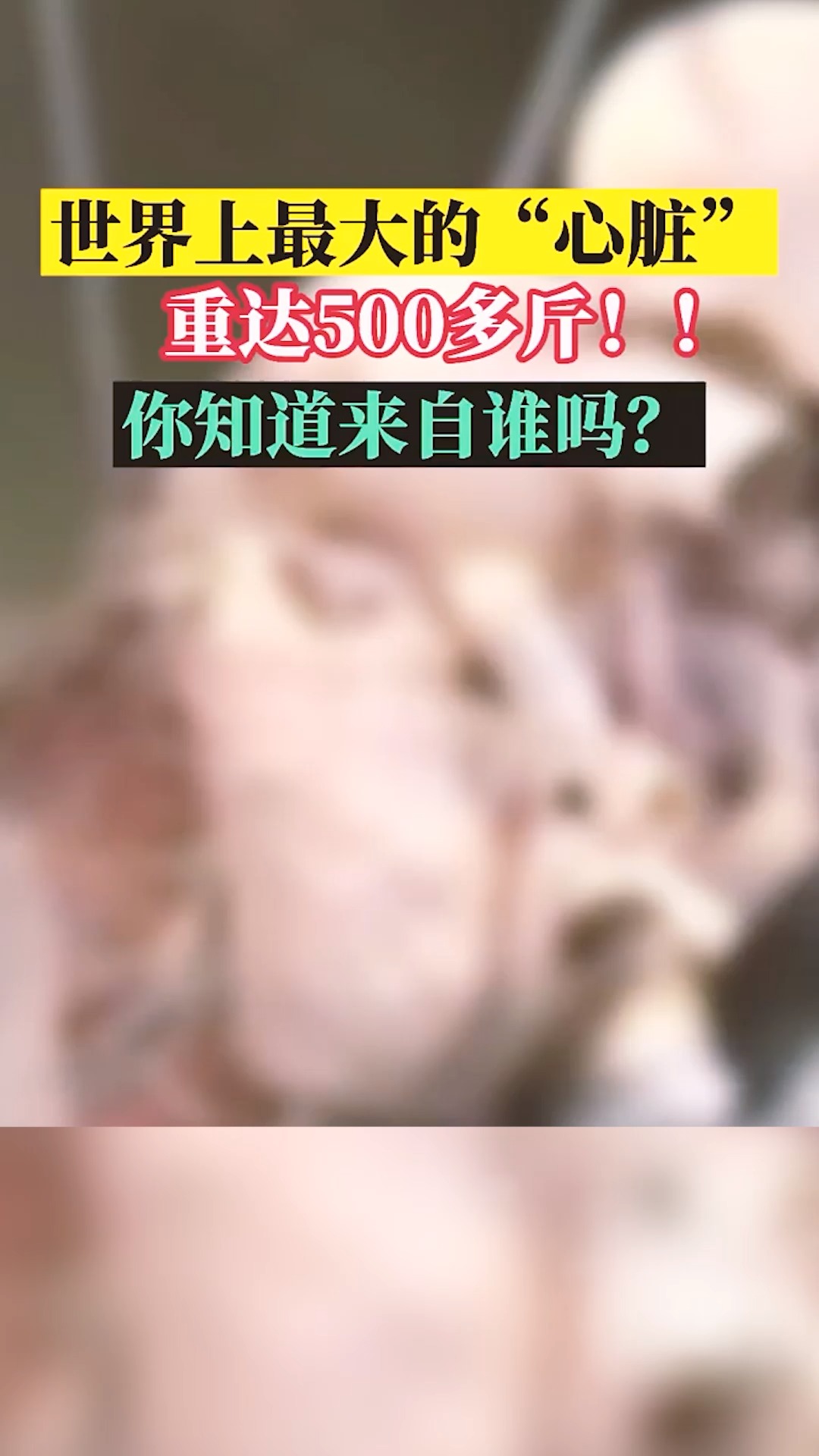 #我要上热门#世界上最大的心脏,你知道有多重,来自谁吗