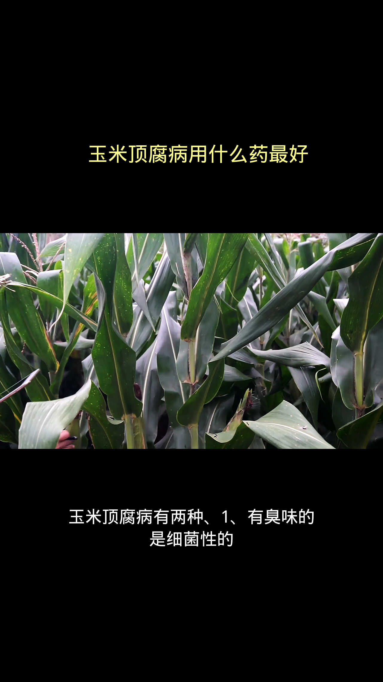 玉米顶腐病用什么药最好