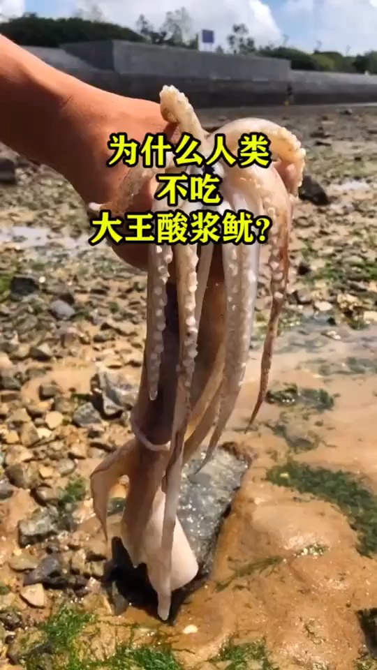 为什么人类不吃大王酸浆鱿