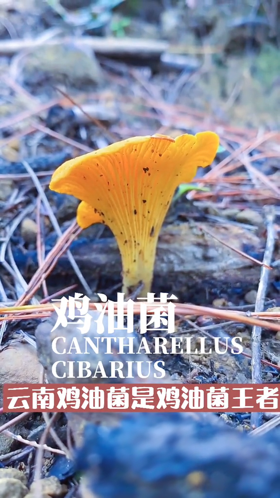 鸡油菌有毒吗  