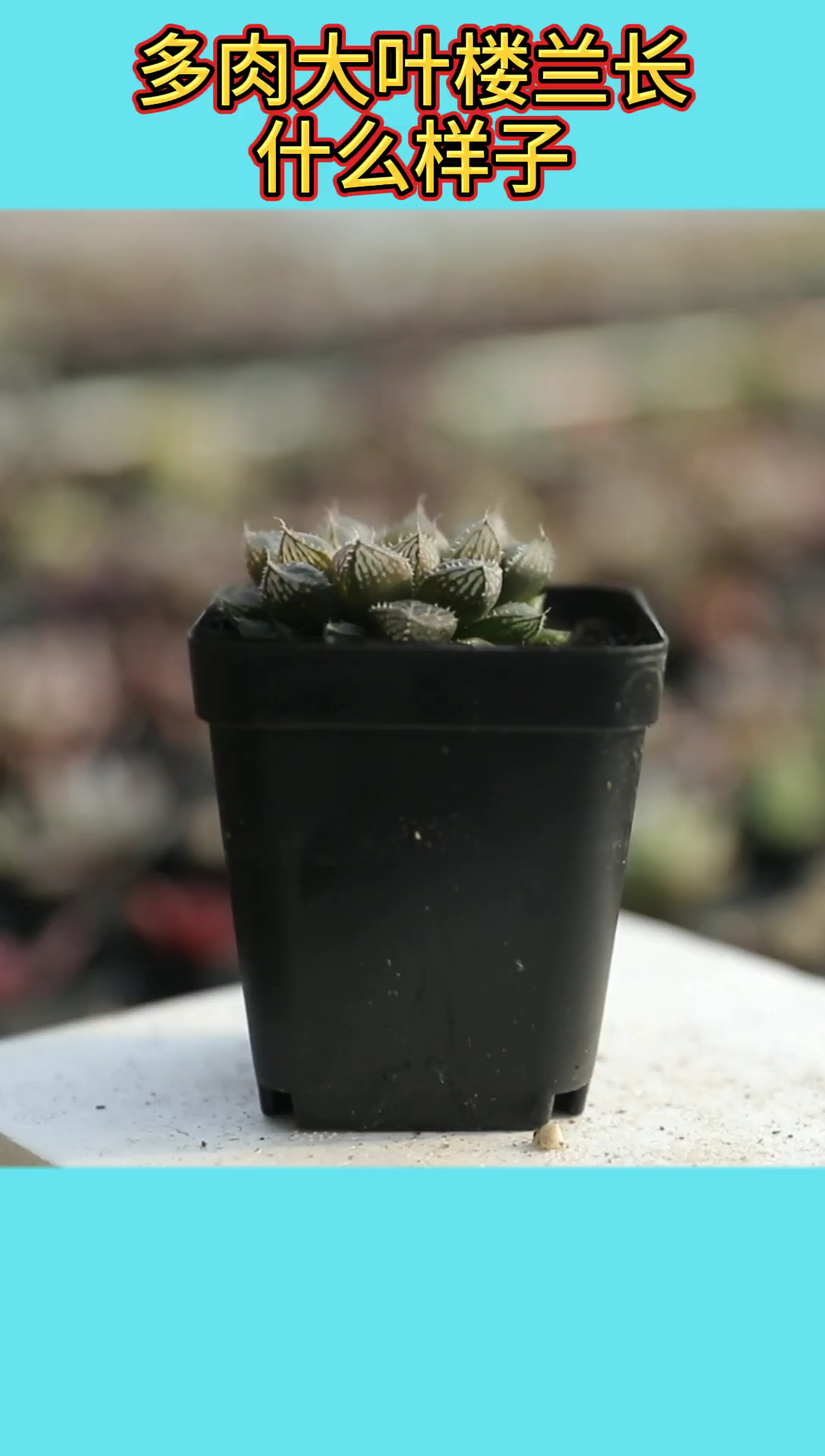 多肉植物大叶楼兰长什么样?