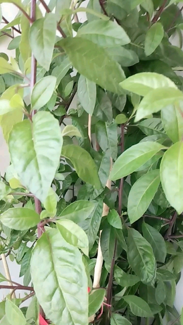 看看我的降脂树