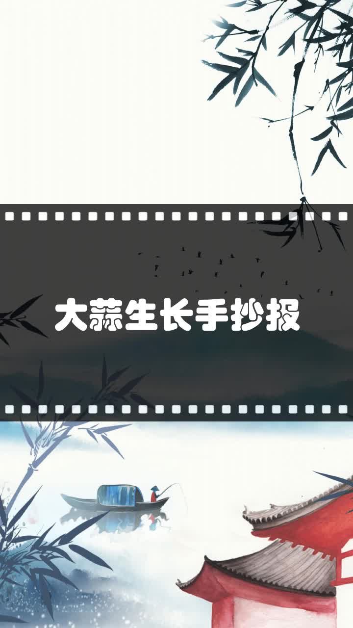 大蒜生长手抄报