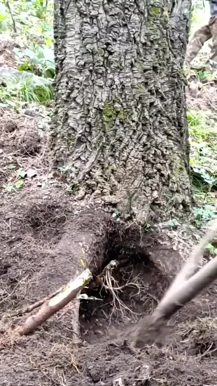 长哪里不好,非要长在树根里,差点看错了!