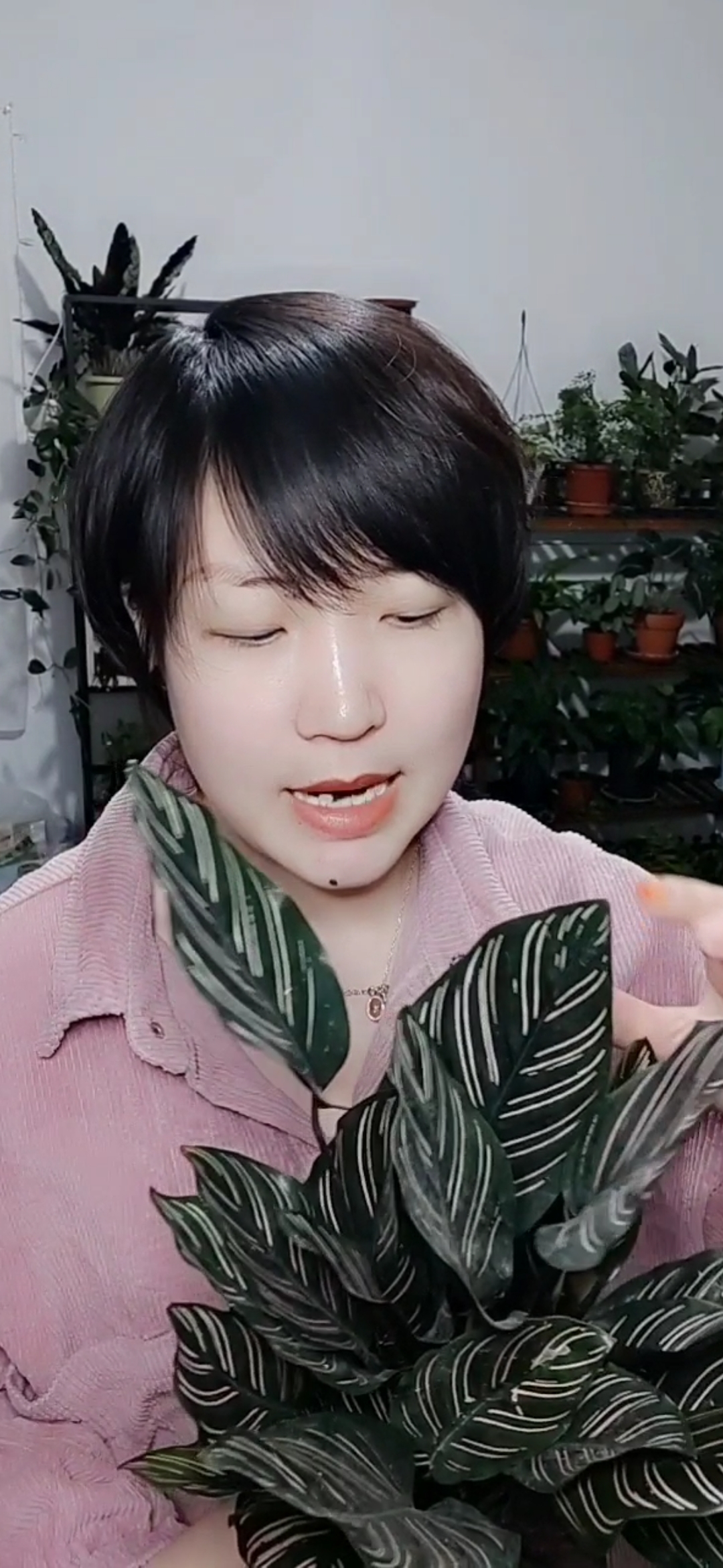 #我的小花园#适合北方室内养的竹芋!