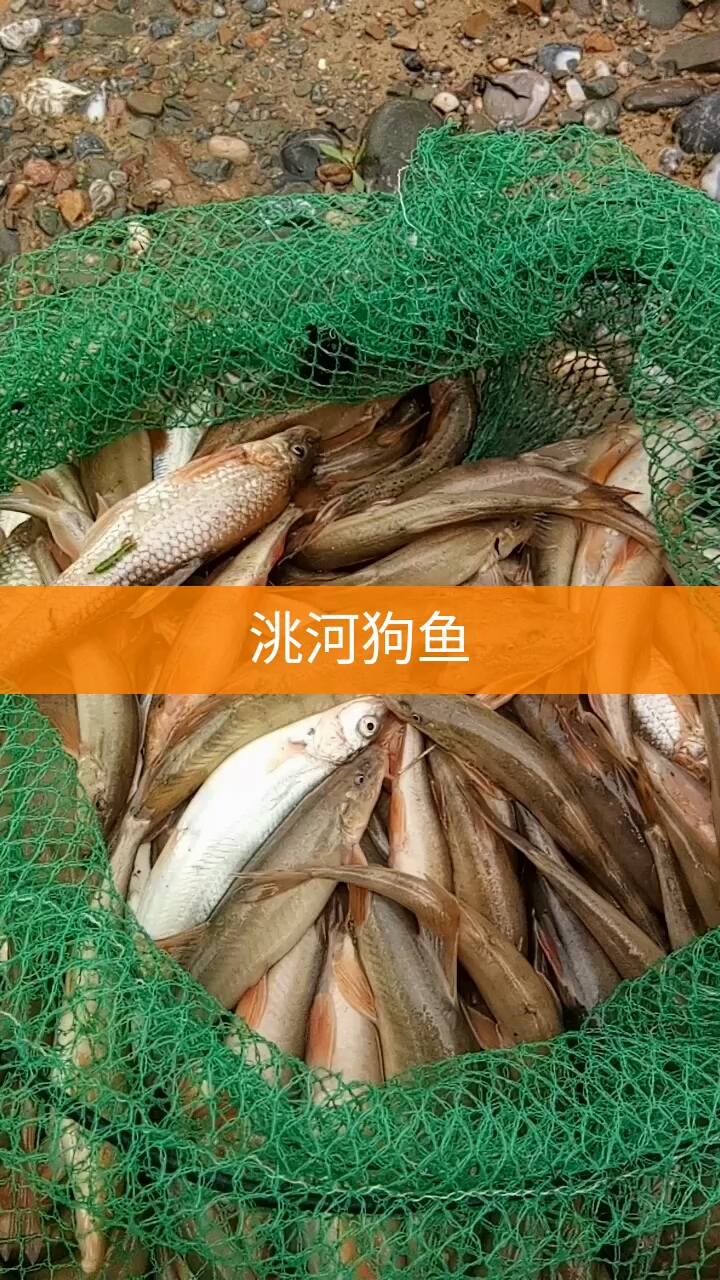 洮河狗鱼