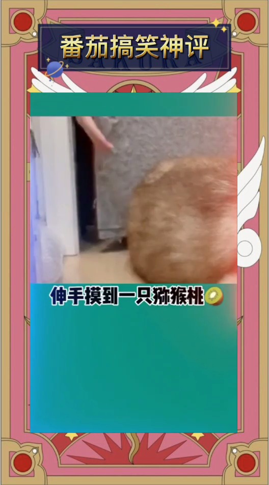 二哈除了给我介绍对象,别打扰我