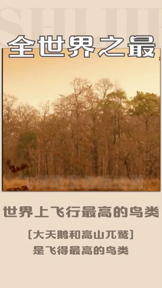 #奇闻趣事抢先看#世界上飞行得最高的鸟类